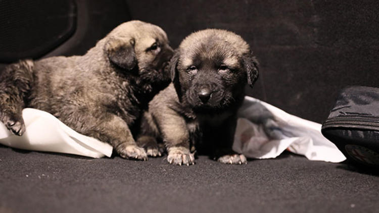 İzmit’te Yangında dumandan etkilenerek fenalaşan köpek böyle hayata döndürüldü