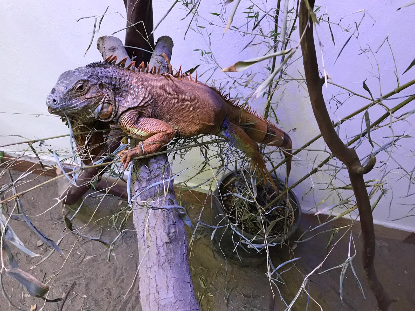 Muğla’da bulunan iguananın yeni evi Kocaeli oldu