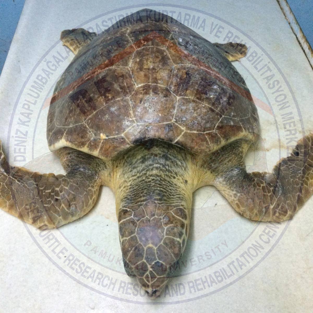 Ege’de Misina yutan deniz kaplumbağası telef oldu