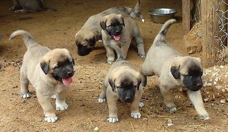 KANGAL KÖPEKLERİ NEDEN YAVRULARINI YER ?