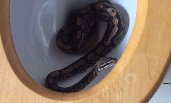 Avustralyalı kadını tuvalette yılan ısırdı