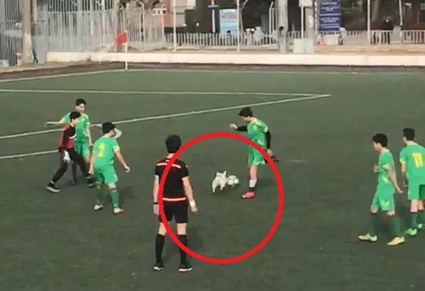 Gebze’de hakem ve futbolcular topu sahaya giren köpekten zorlukla alabildi