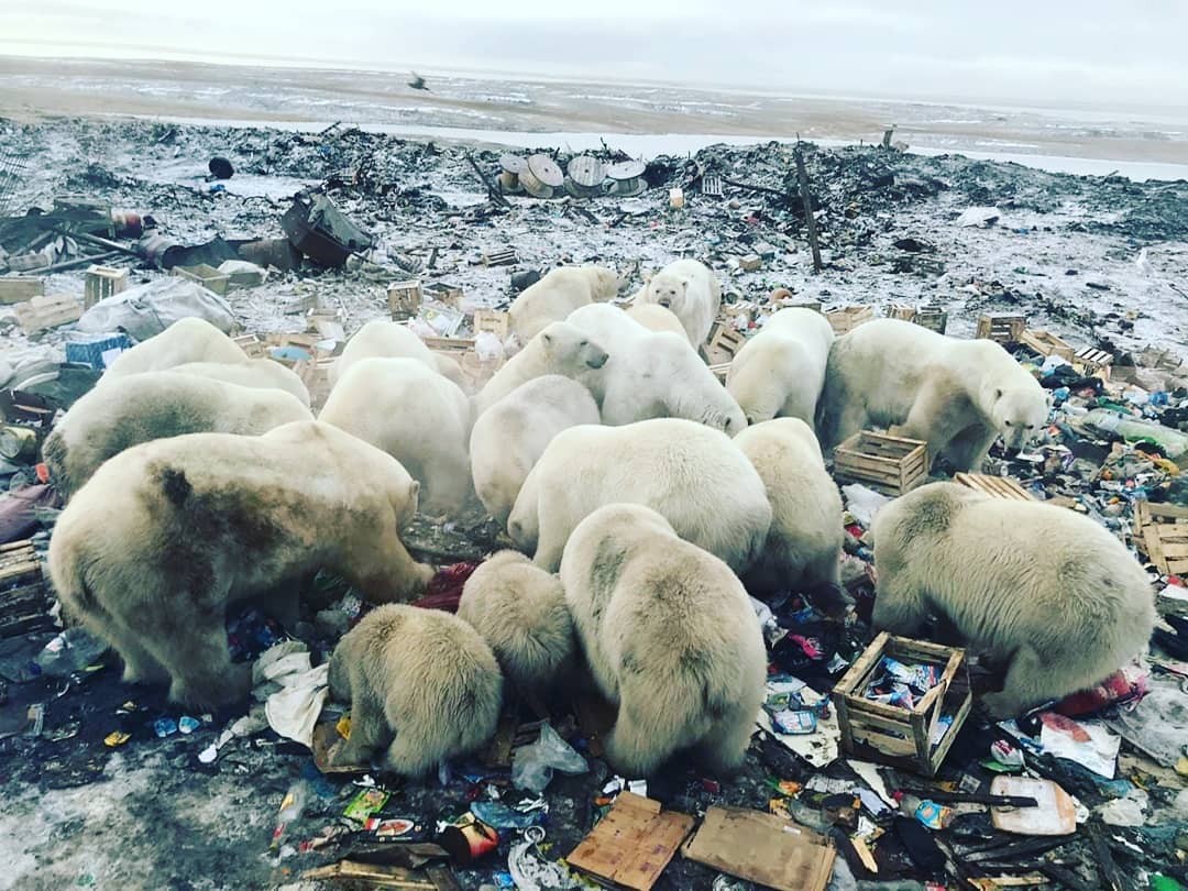 Rusya’da Kutup Ayıları Şehre İndi, Acil Durum İlan Edildi