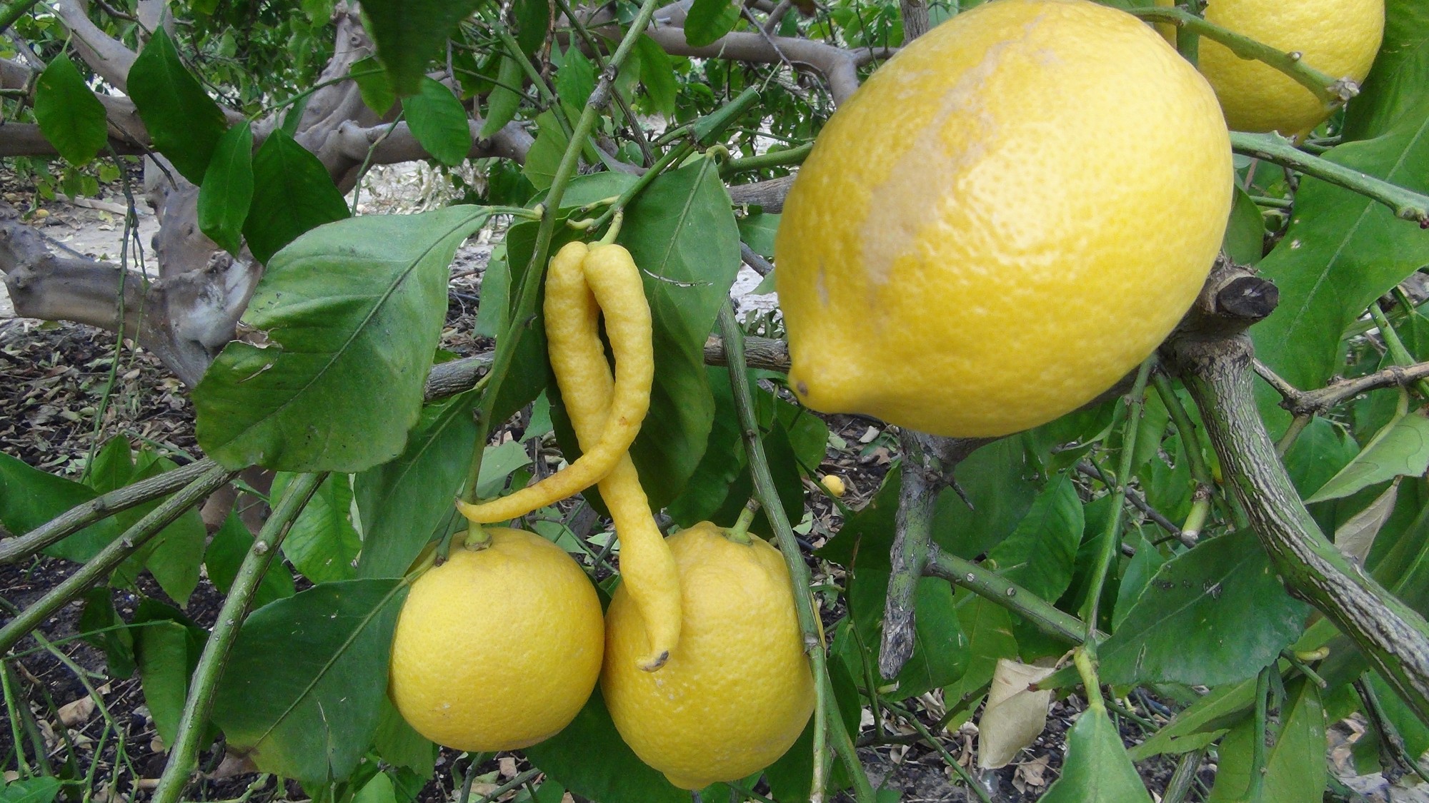 Silifke’de Biber Görünümlü Limon