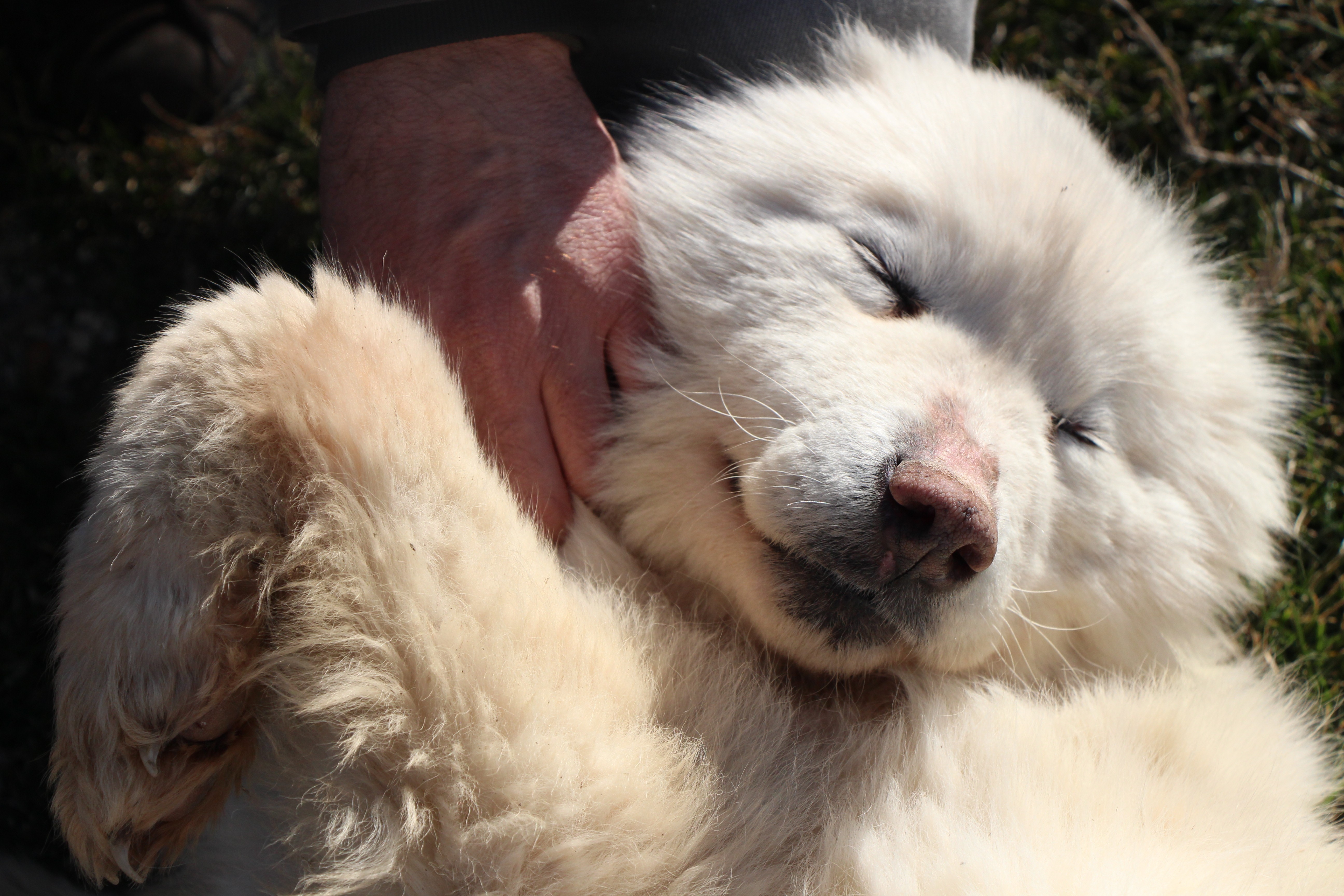 Hastalıktan ölmek üzere olan köpeğin inanılmaz değişimi