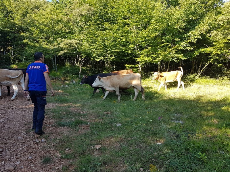 Ormanda Kaybolan 9 İnek İnsansız Hava Aracı İle Bulundu