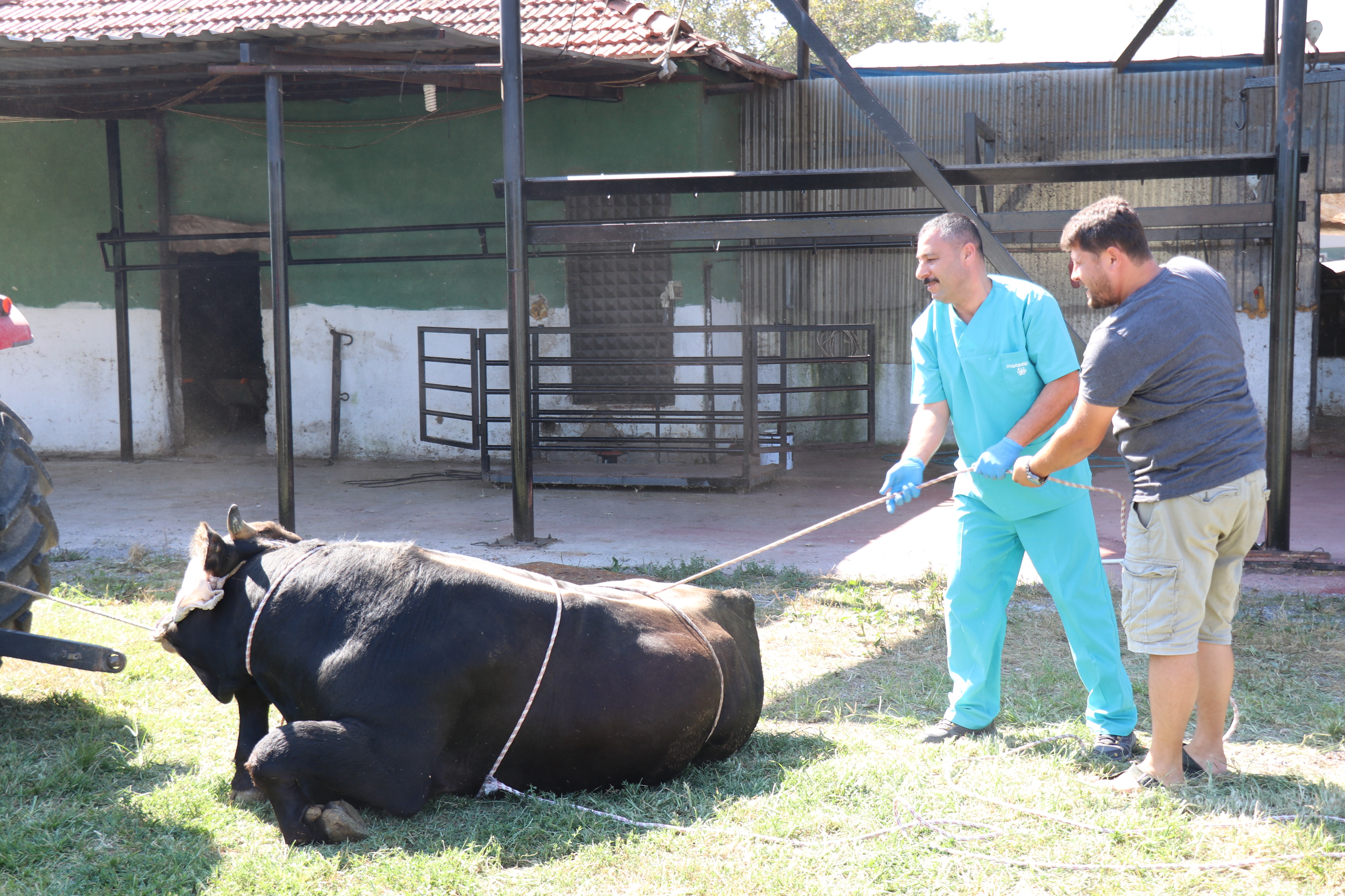 Veteriner Hekimler Kurbanları ‘Rueff Teknigiyle’ Yatırmayı Öneriyor