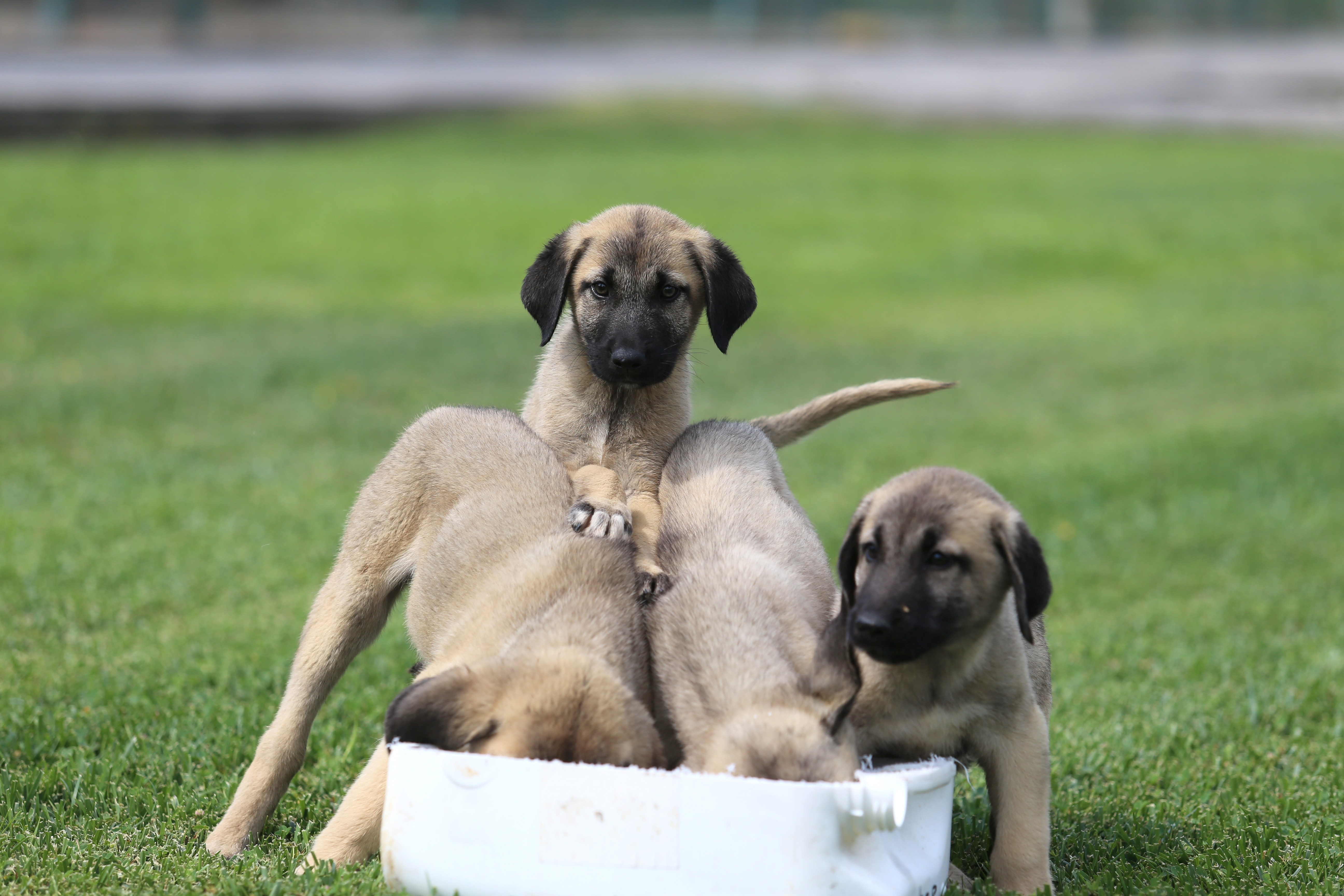 Bu köpekler kapış kapış…Dünyaya gelmeden satılıyor