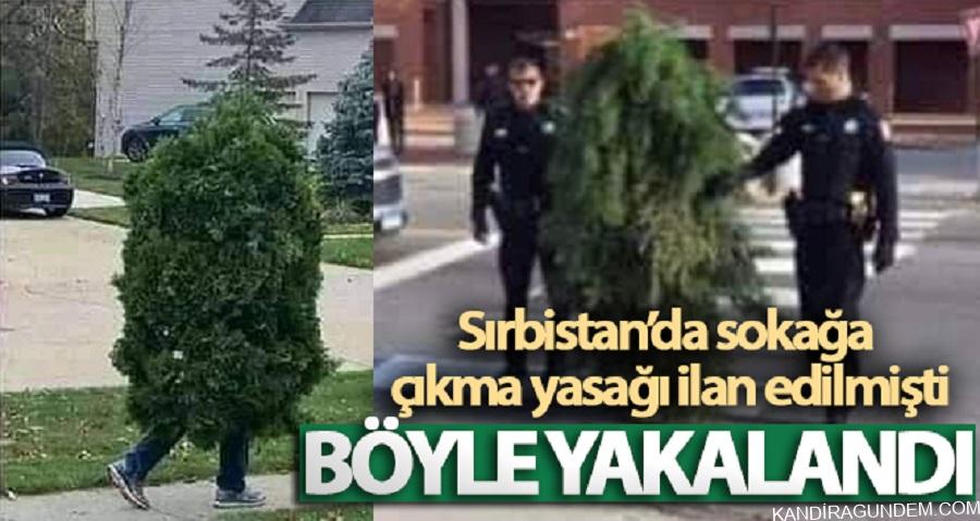 Sırbistan’da sokağa çıkma yasağını delen ‘ağaç’ yakalandı