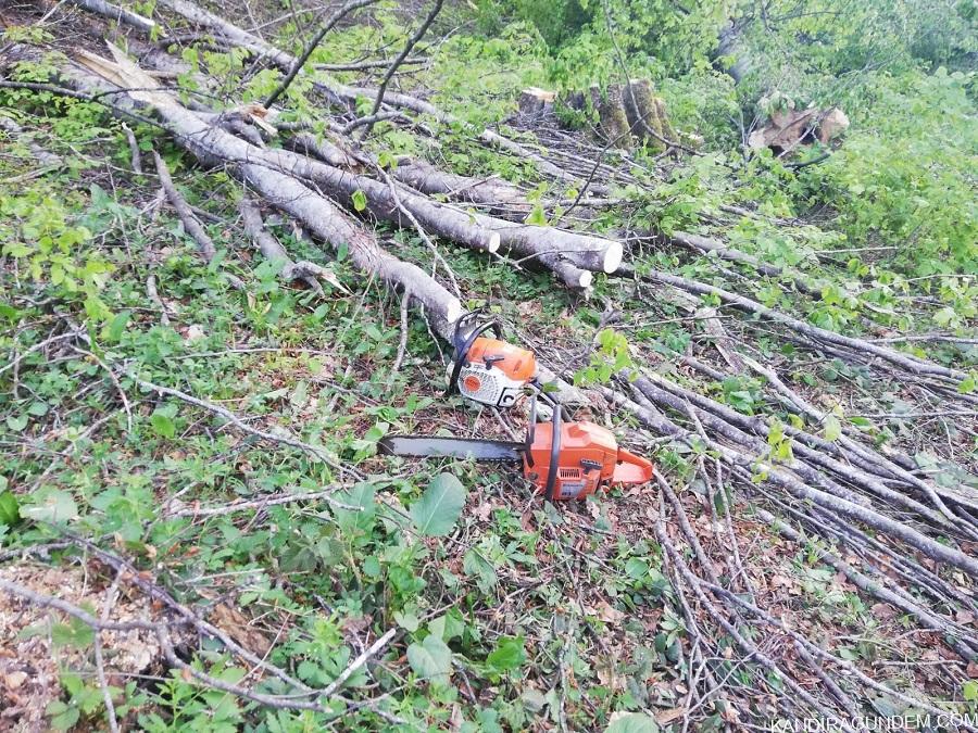 Komşu İlde Ormanda Kesim Yapıldığı Esnada Ağaç Dalı Başına Düşen Genç Hayatını Kaybetti