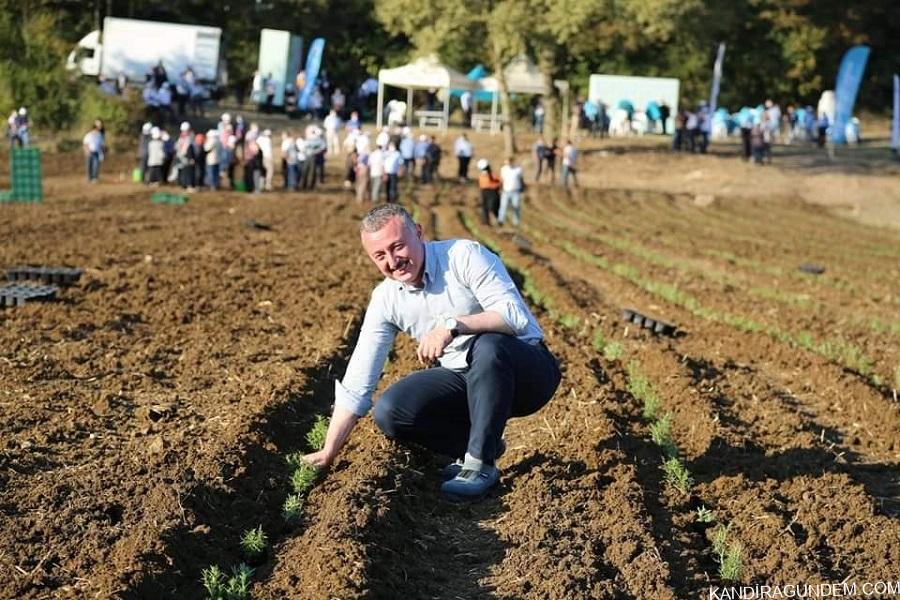 Kandıra’da Tıbbi Aromatik Bitkiler Projesi’nde 17 bin 280 Biberiye Fidesi Toprakla Buluştu