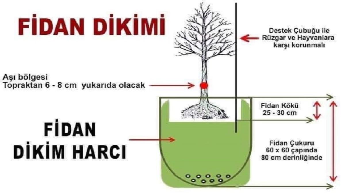 Fidan Dikim Mevsimi Başladı, Peki Fidan Dikiminde Nelere Dikkat Etmeliyiz