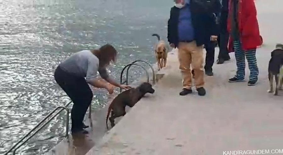 Kandıra’da Kıyafetleri ile Denize Girip Köpeği Boğulmaktan Kurtaran Veteriner Hekim Konuştu