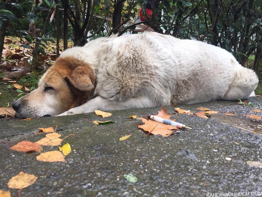 İzmit Belediyesi, köpeklerin öldürülmesi ile ilgili o birimdeki tüm çalışanlarını açığa aldı