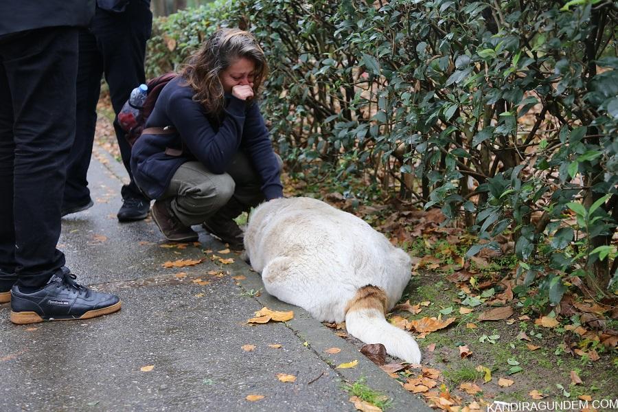 Savcılıktan köpek katliamı ile ilgili açıklama