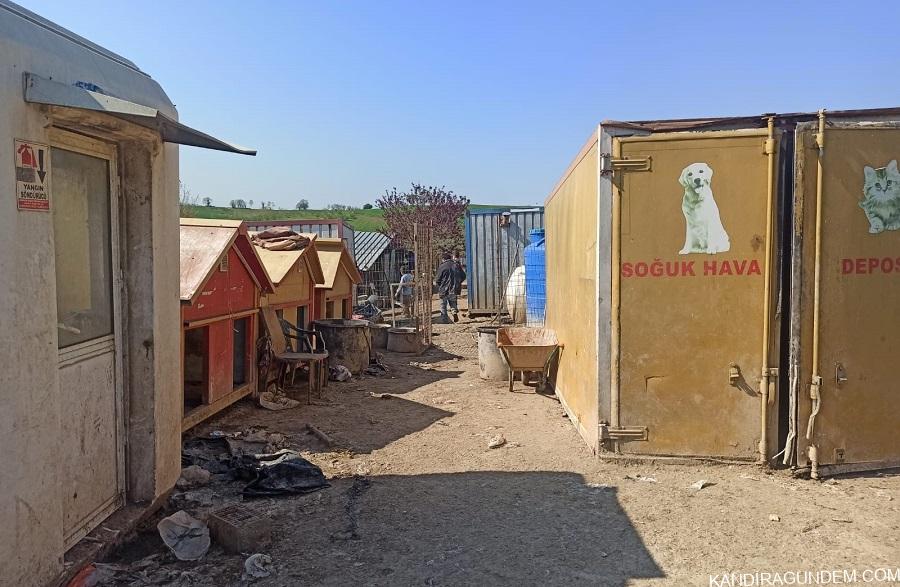 Kandıra’da Kötü Şartlarda Bakılan Sokak Hayvanları Operasyonla Kurtarıldı