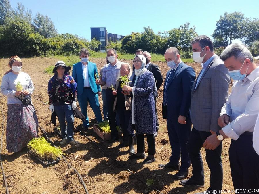 Kandıra’da Ata Tohumlarından Üretilen  Fideler Toprakla Buluşturuldu.