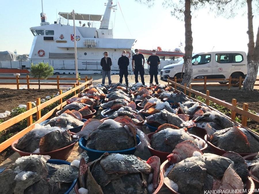 KANDIRA’DA YASAK ZAMANDA AVLANMIŞ 3 TON KALKAN BALIĞINA EL KONULDU