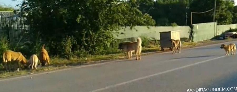 KANDIRA KAYMAKAMLIĞI KERPE-KUMCAĞIZ YOLUNDAKİ KÖPEKLER İÇİN HAREKETE GEÇTİ